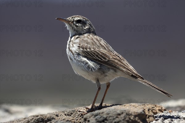 Berthelot's pipit (Anthus berthelotii)