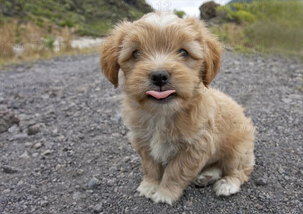 Young dog sticks out its tongue