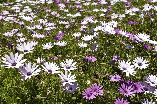 Cape Marigold (Dimorphotheca jucunda)