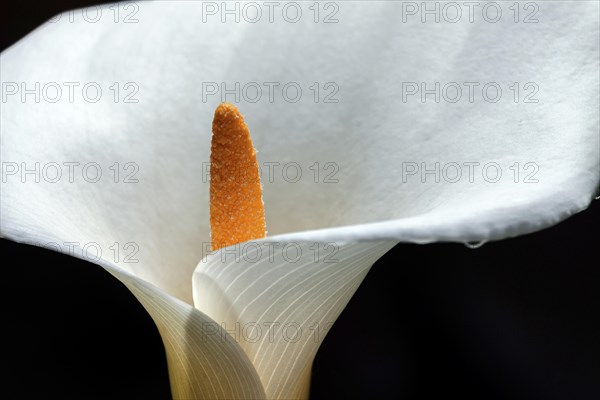 Calla lily (Zantedeschia aethiopica)