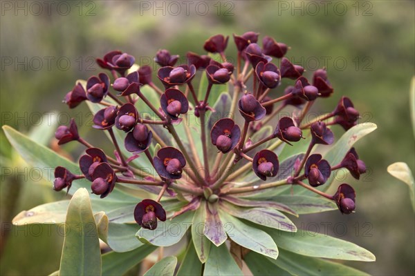Tabaiba majorera (Euphorbia atropurpurea)