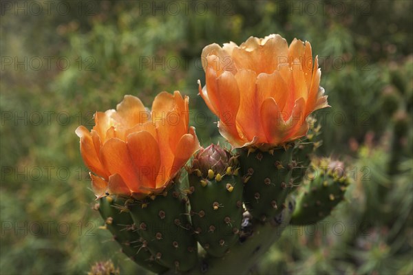 Blooming Prickly Pear Cactus (Opuntia)