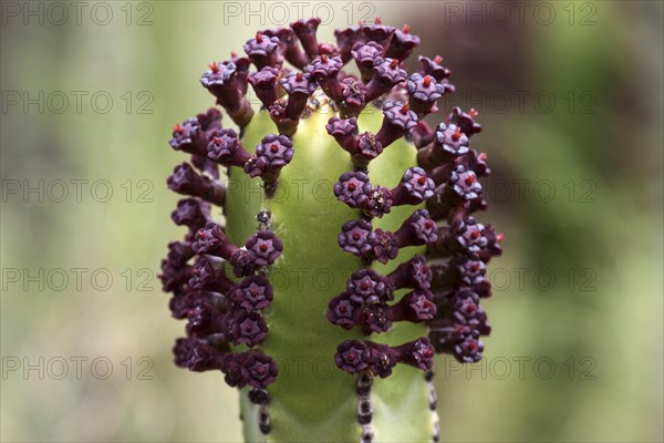 Canary Island spurge (Euphorbia canariensis)