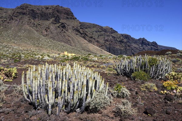 Canary island spurge (Euphorbia canariensis)