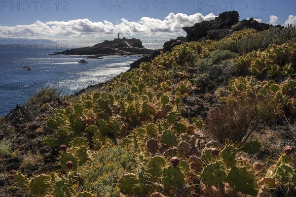 Erect prickly pears (Opuntia dillenii)