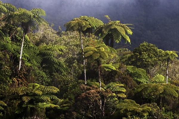 Tree ferns (Cyatheales)