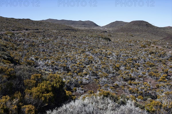 Volcanic landscape with vegetation on the Route du Volcan