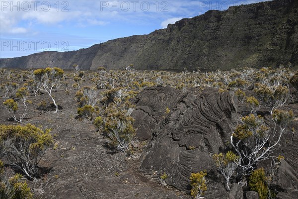 Lava landscape with vegetation