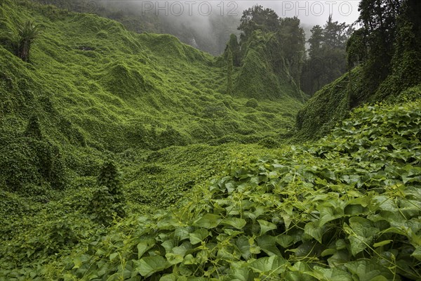 Landscape overgrown with chayote in Salazie