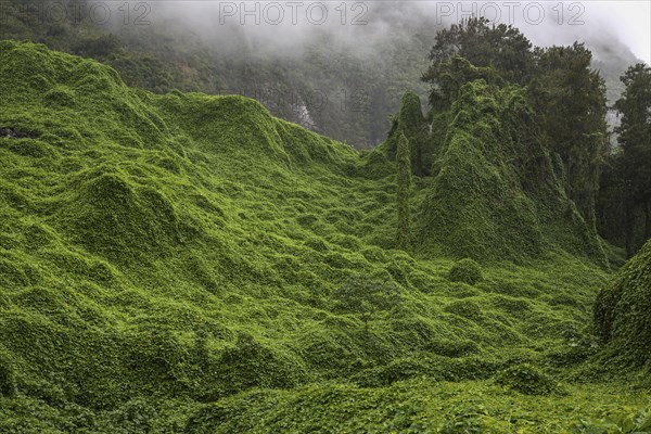 Landscape overgrown with chayote in Salazie