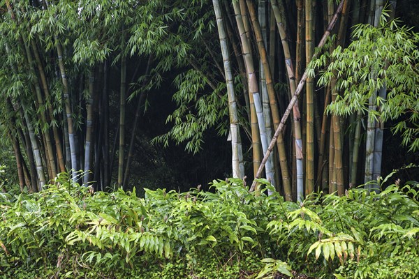 Bamboo (Bambusoideae)