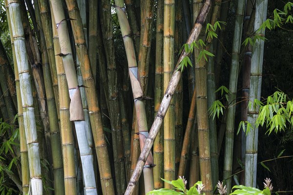 Bamboo (Bambusoideae)