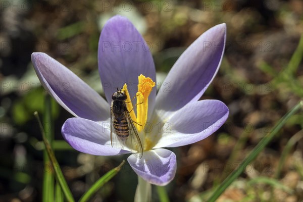 Hoverfly (Syrphidae) sitting on a Crocus (Crocus)