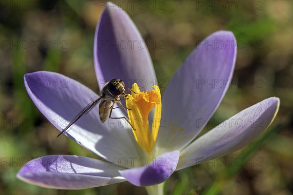 Hoverfly (Syrphidae) sitting on a Crocus (Crocus)