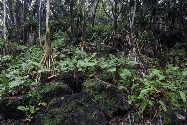 Tropical vegetation