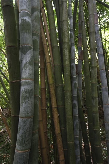 Giant bamboo (Dendrocalamus giganteus)