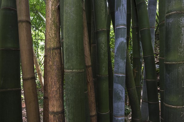 Giant bamboo (Dendrocalamus giganteus)