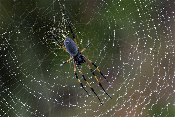 Golden Silk Orb-weaver