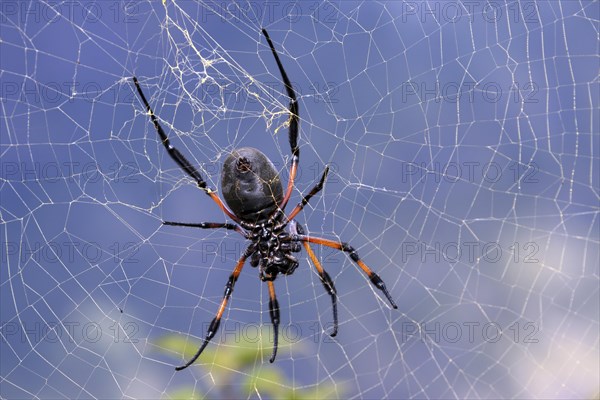 Golden Silk Orb-weaver