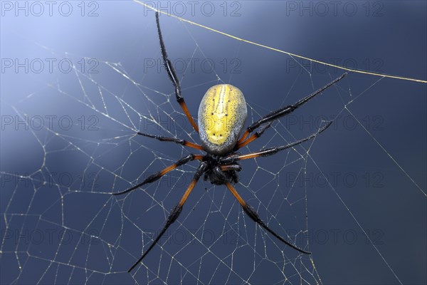 Yellow Golden Silk Orb-weaver