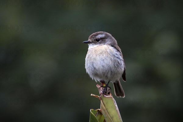 Reunion Stonechat or Tec-Tec (Saxicola tectes)