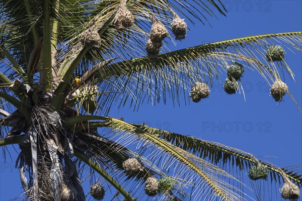 Village Weaver nests hanging from the leaves of a palm tree