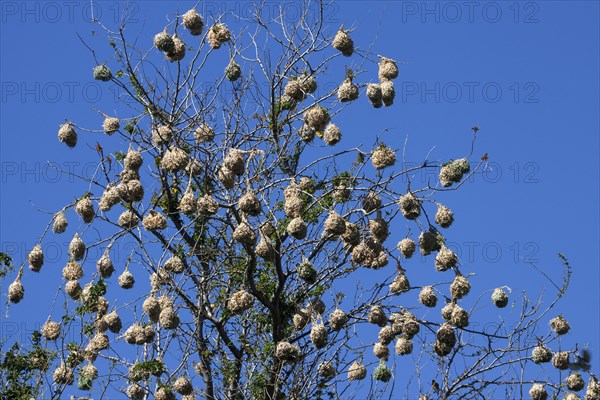 Village Weaver nests hanging in a treetop