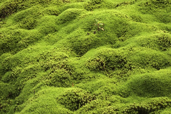 Moss carpet