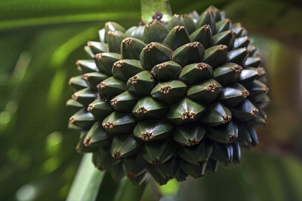 Fruit of the Screw Pine (Pandanus)