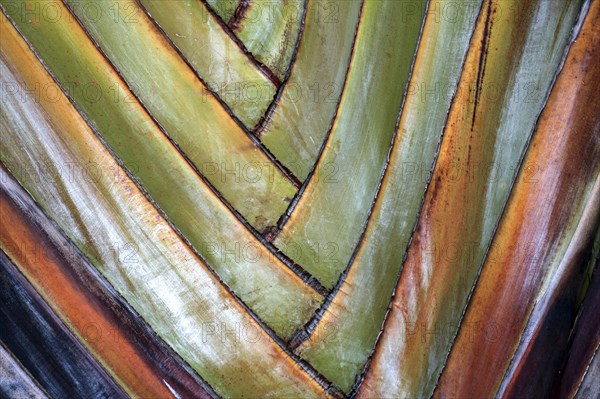 Traveller's Tree (Ravenala madagascariensis)