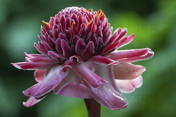 Torch Ginger (Etlingera elatior)