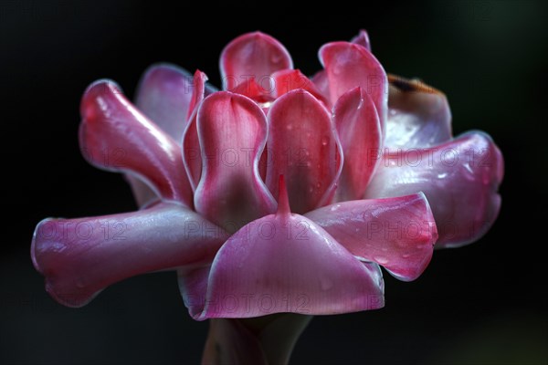 Torch Ginger (Etlingera elatior)