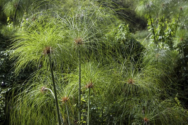 Paper reed (Cyperus papyrus)