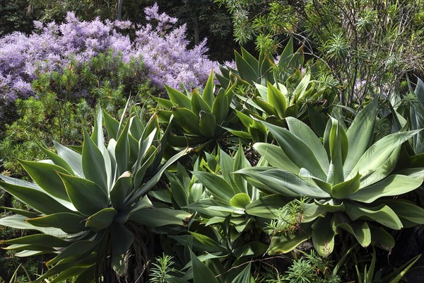 Botanical garden Jardin de Mascarin