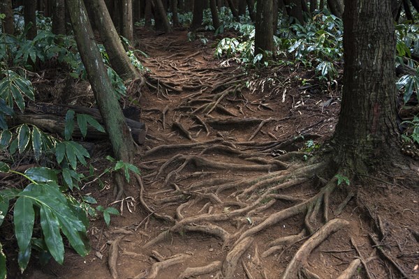 Trail over roots in the Foret des Makes forest