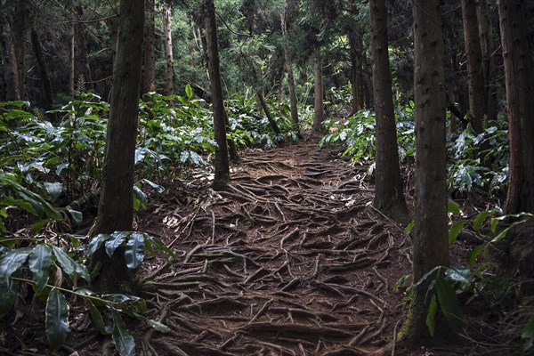 Trail over roots in the Foret des Makes forest