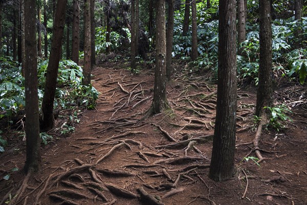 Trail over roots in the Foret des Makes forest