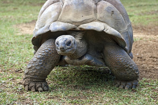 Aldabra giant tortoise (Aldabrachelys gigantea)