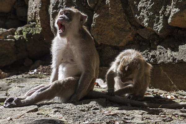 Macaques (Macaca sp.)