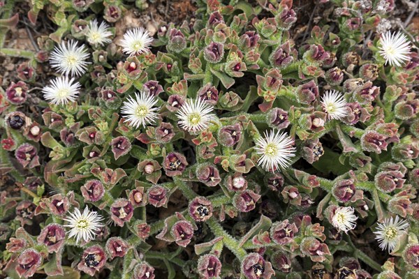 Ice plant