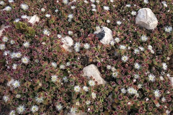 Ice plant (Mesembryanthemum crystallinum)