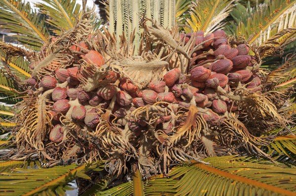 Mature seeds of the sago palm (Cycas revoluta)