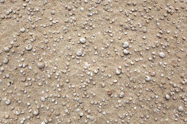 Small shells and snail shells in the sand