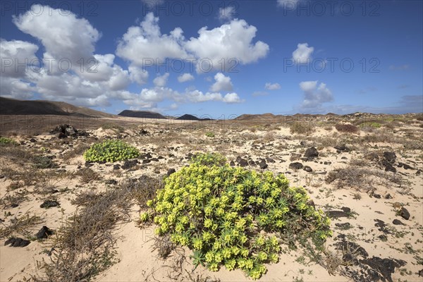 Barren landscape in the southern area of the Corralejo Natural Park