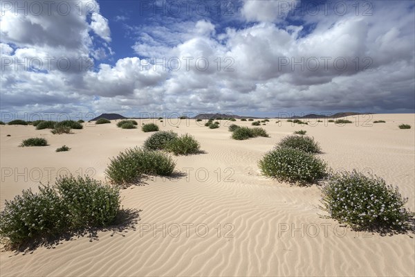 Flowering plants growing in the sand dunes