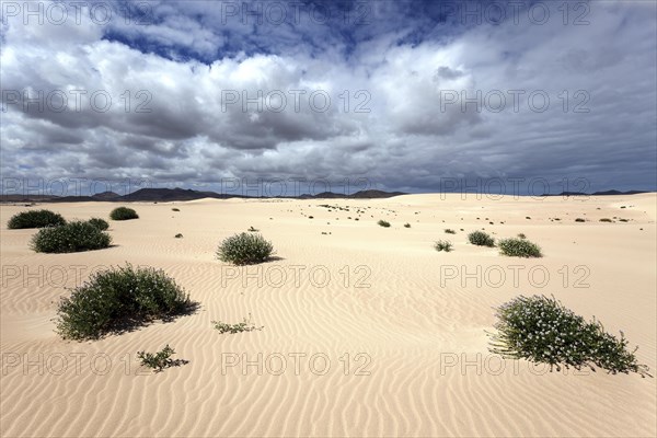 Flowering plants growing in the sand dunes