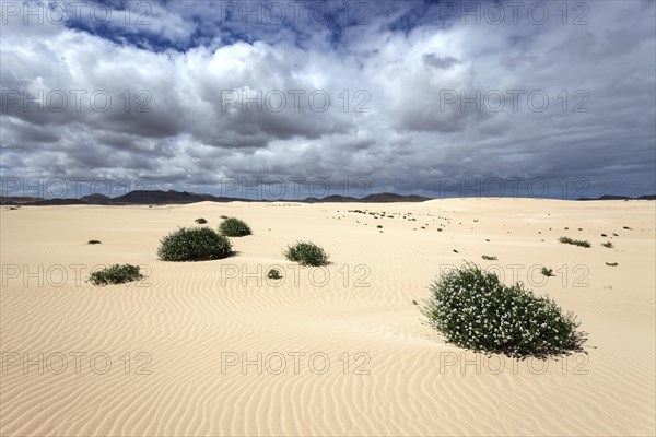 Flowering plants growing in the sand dunes