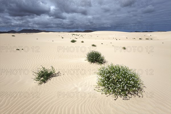 Flowering plants growing in the sand dunes