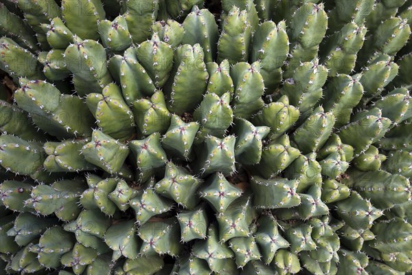 Resin spurge (Euphorbia resinifera)