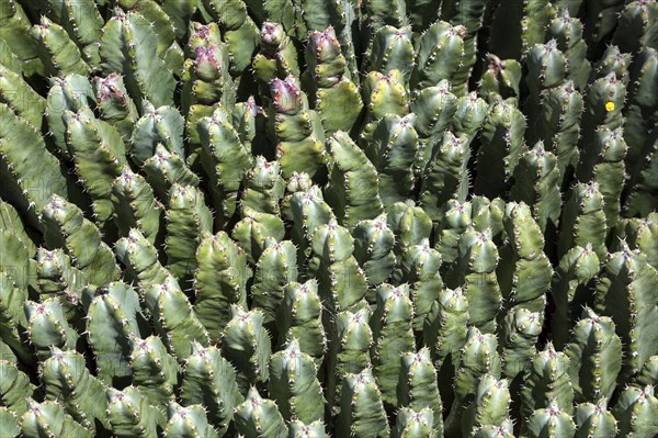 Resin spurge (Euphorbia resinifera)